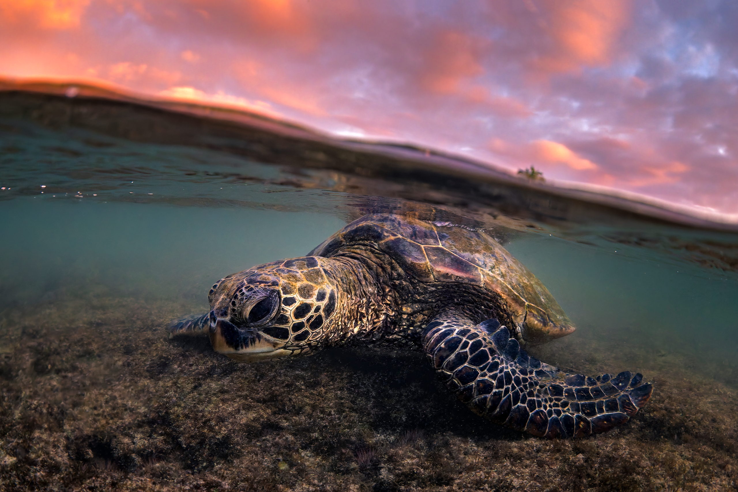 Honu Between Worlds Honu Between Worlds — photograph by Leighton Lum
