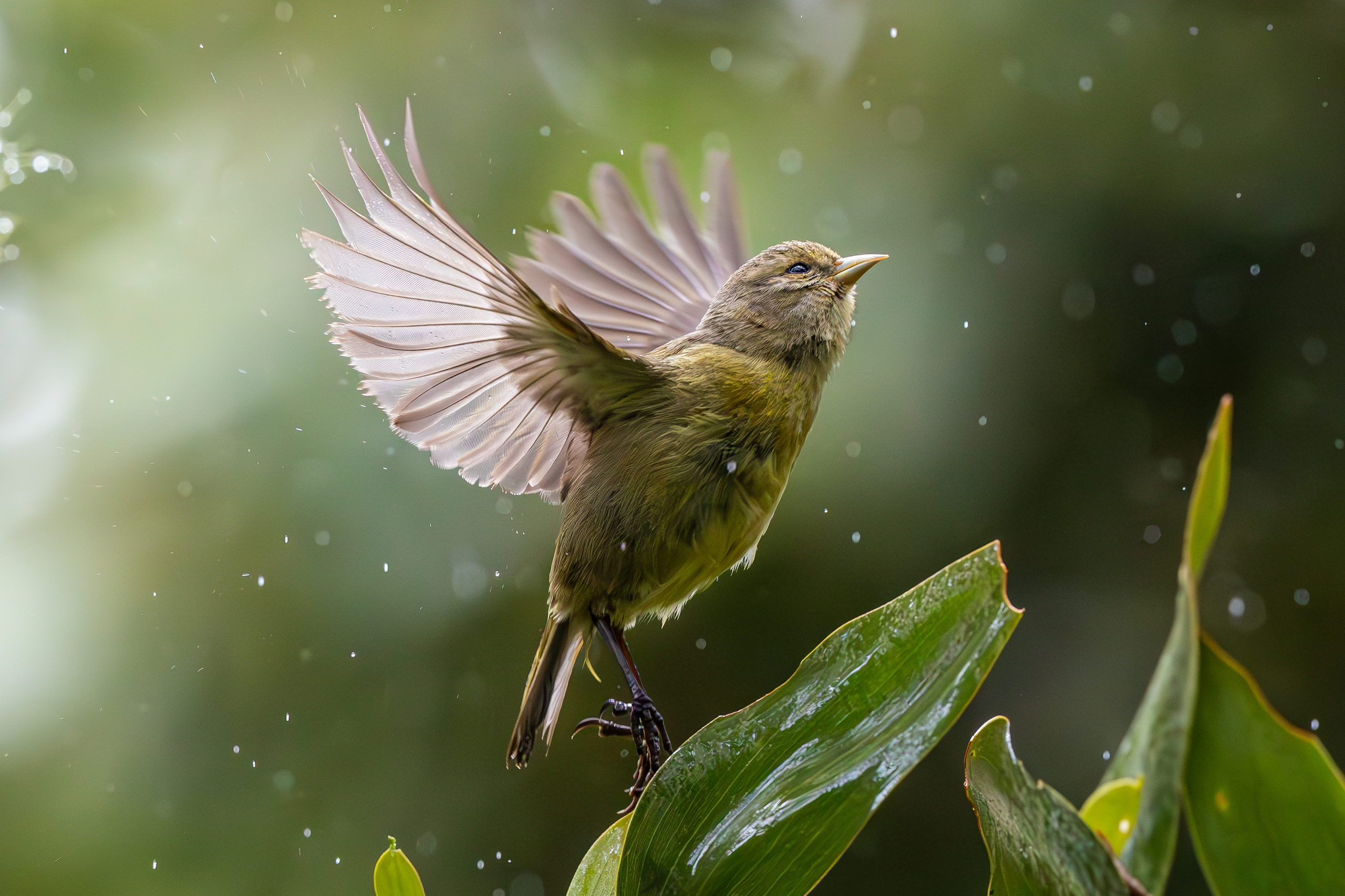 ʻĀkepa in Flight ʻĀkepa in Flight — photograph by Josh Haʻo