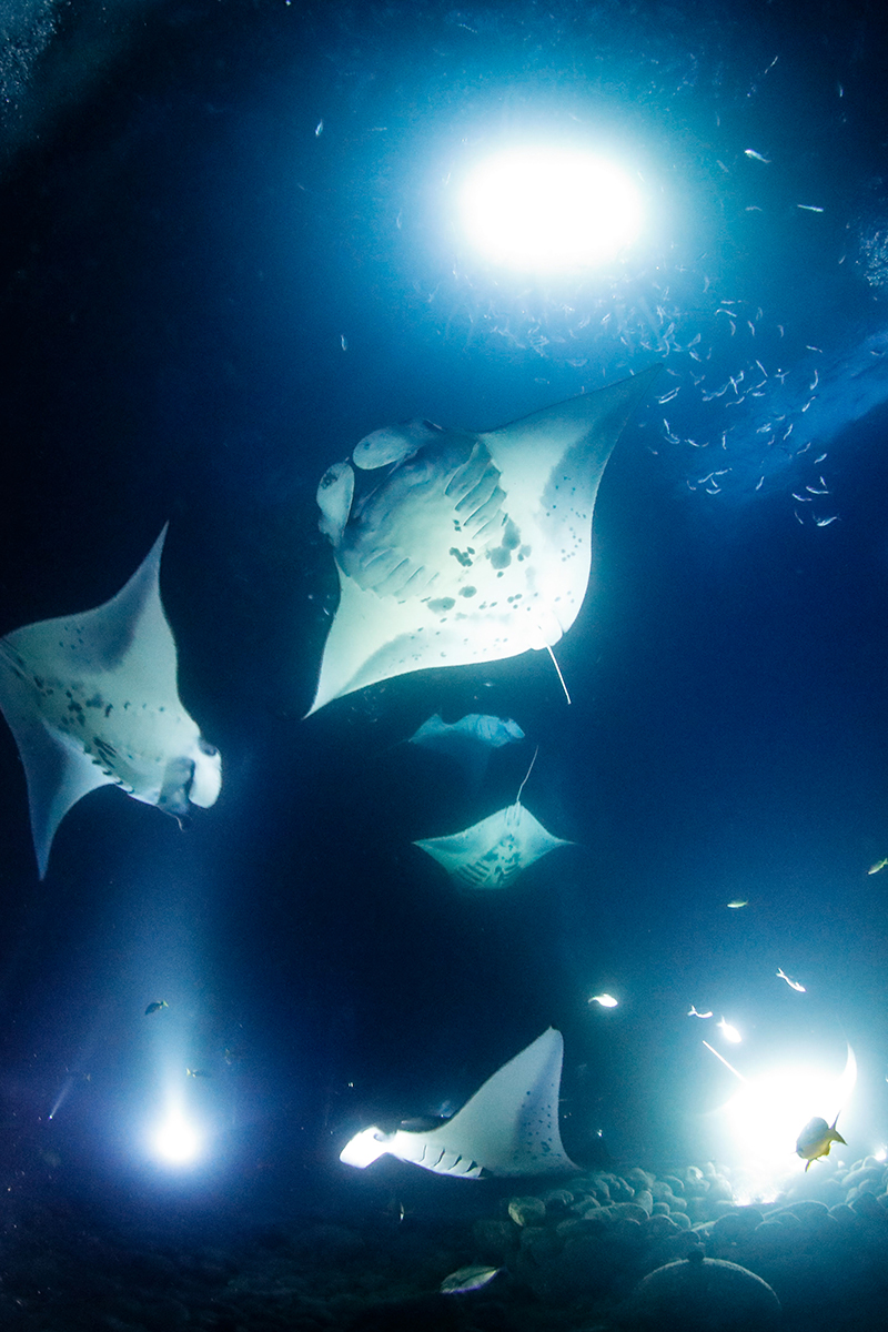 Beneath Hawaiian Waters: A Gentle Dance with Manta Rays